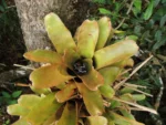 Neoregelia laevis (8)