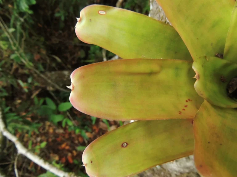 Neoregelia laevis (9)