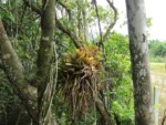 Neoregelia laevis (6)