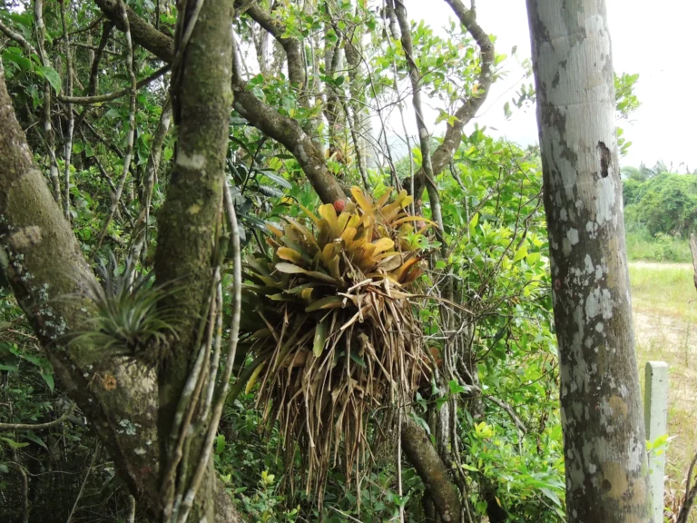 Neoregelia laevis (6)