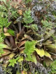 Neoregelia laevis (7)
