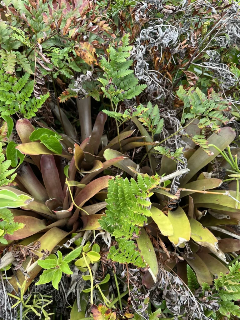 Neoregelia laevis (7)