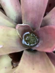 Neoregelia laevis (6)