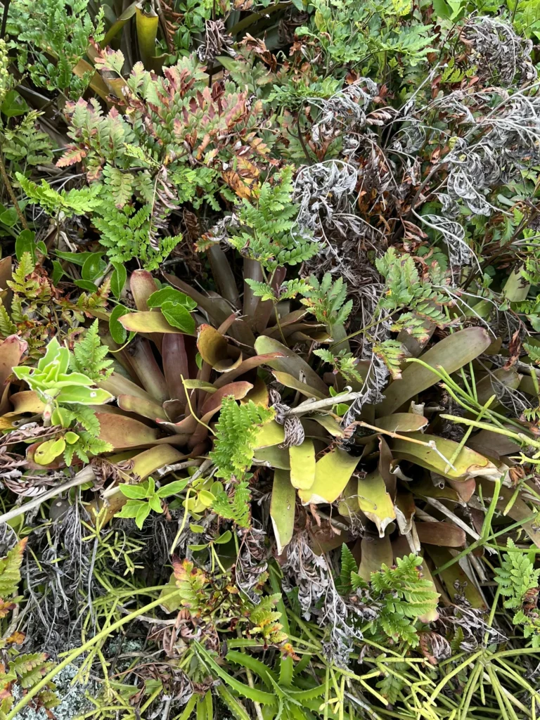 Neoregelia laevis (5)