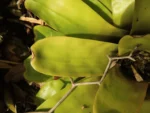Neoregelia laevis (3)