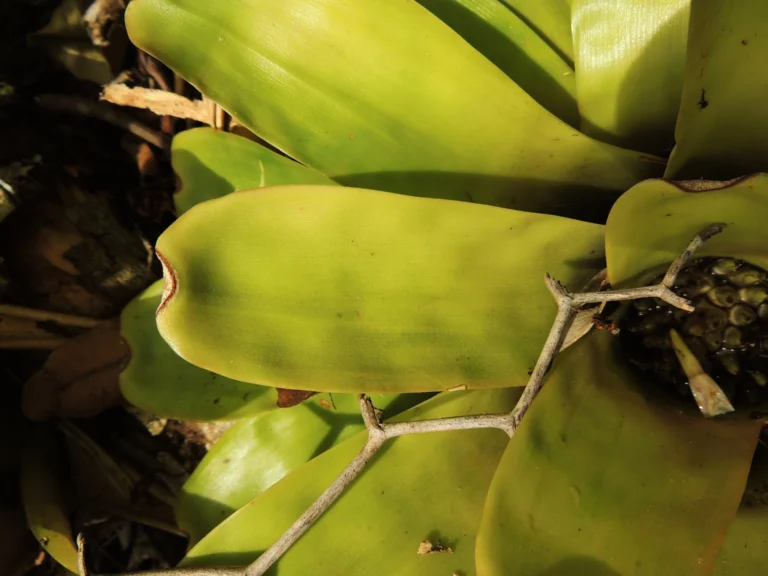 Neoregelia laevis (3)
