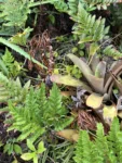 Neoregelia laevis (4)