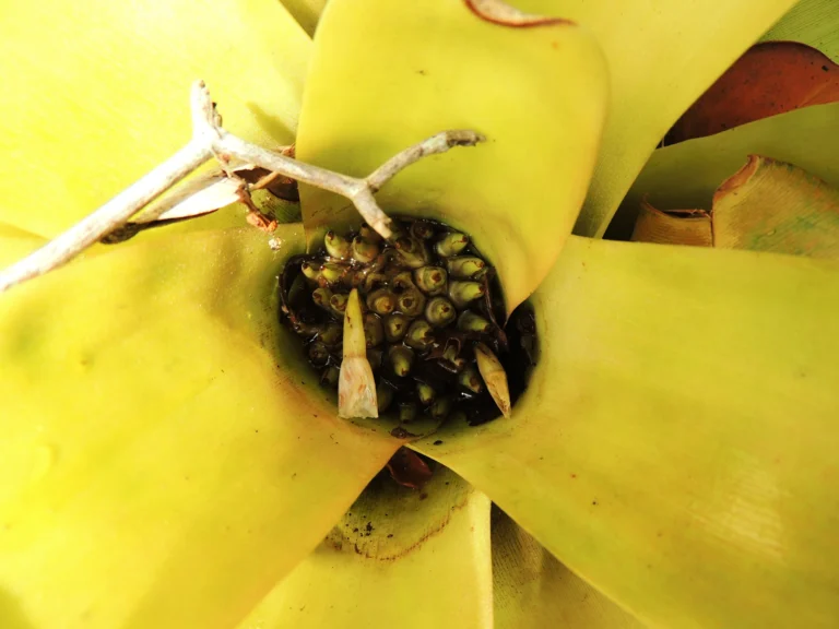 Neoregelia laevis (2)