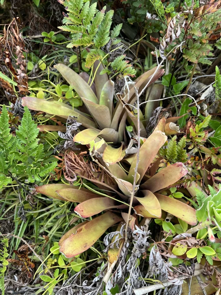Neoregelia laevis (2)