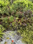 Neoregelia laevis (3)
