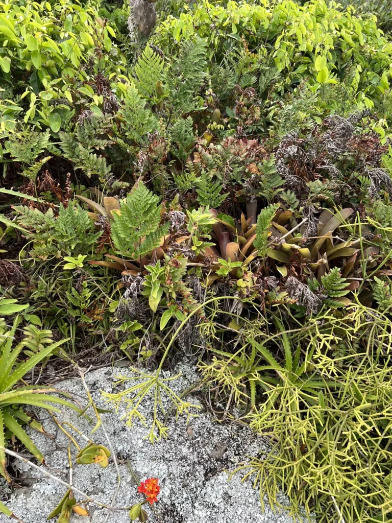 Neoregelia laevis (3)