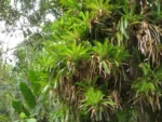 Neoregelia compacta (21)
