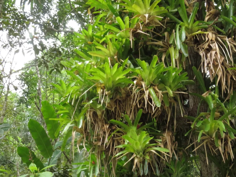Neoregelia compacta (21)