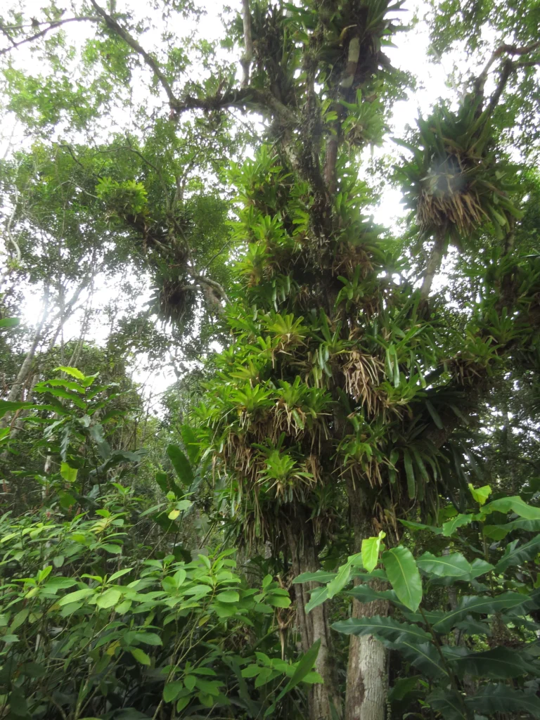 Neoregelia compacta (20)