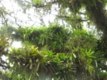 Neoregelia compacta (18)