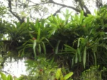 Neoregelia compacta (19)