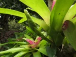 Neoregelia compacta (15)