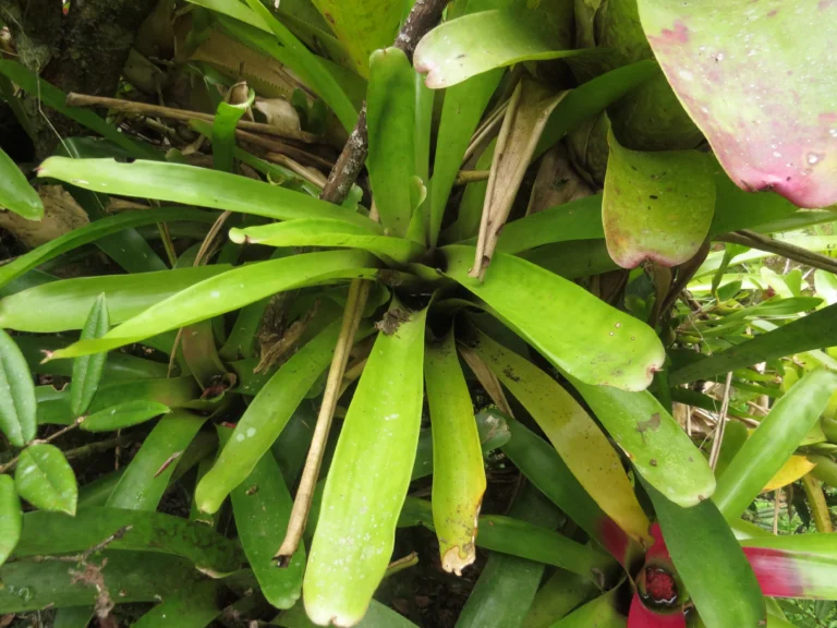 Neoregelia compacta (16)
