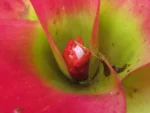 Neoregelia compacta (17)