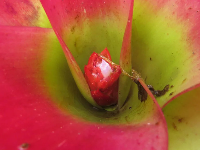 Neoregelia compacta (17)