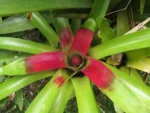Neoregelia compacta (14)