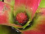 Neoregelia compacta (12)