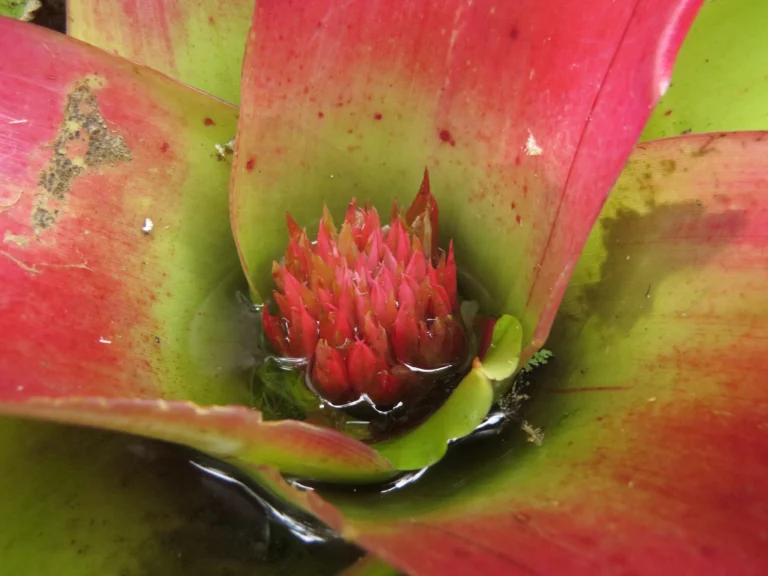 Neoregelia compacta (12)