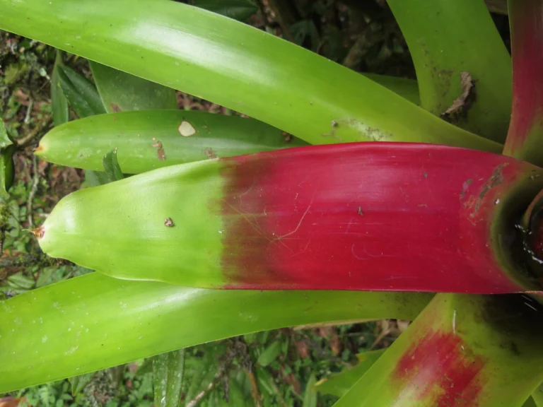 Neoregelia compacta (13)