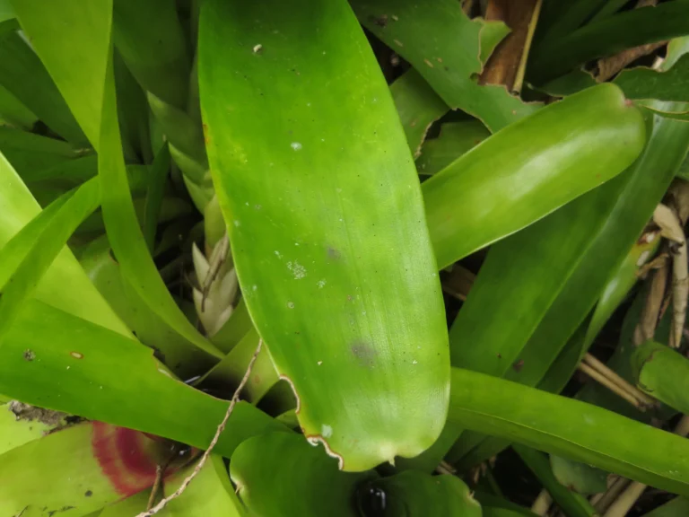 Neoregelia compacta (10)