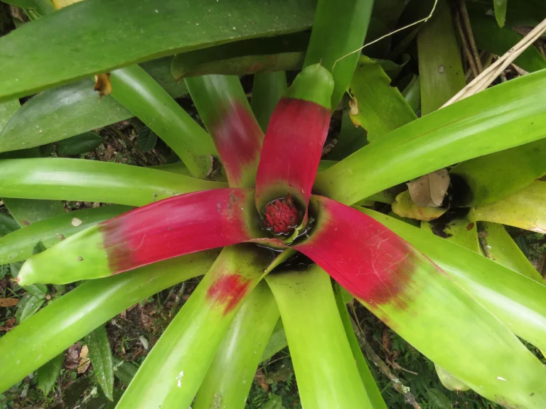 Neoregelia compacta (11)