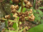hohenbergia angusta (14)