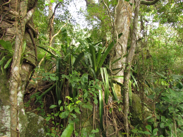 hohenbergia angusta (12)