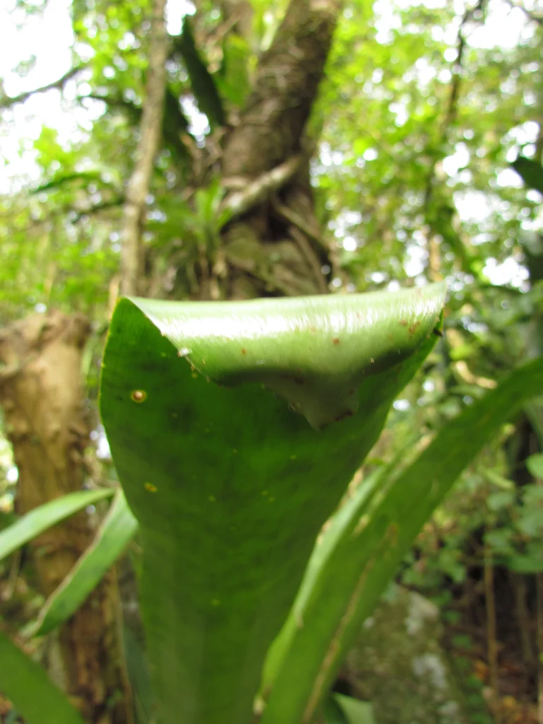 hohenbergia angusta (9)