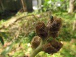 hohenbergia angusta (8)