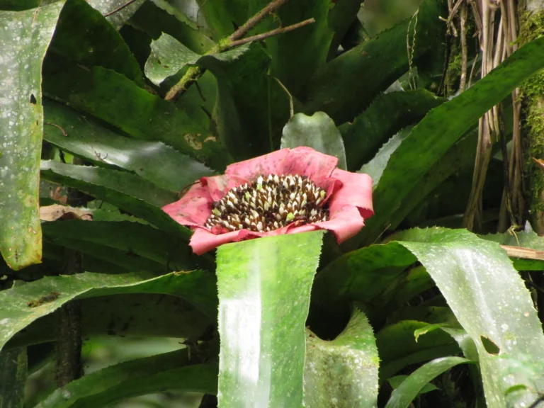 Edmundoa lindenii (8)