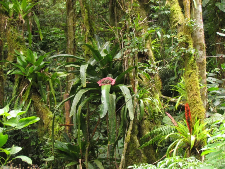 Edmundoa lindenii (6)