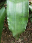 Edmundoa lindenii (3)