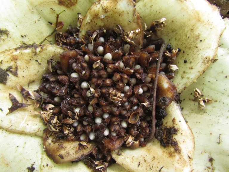 Edmundoa lindenii (2)