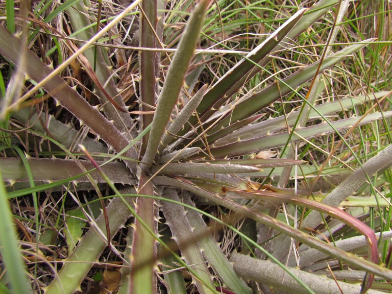 Dyckia monticola (5)