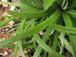 Dyckia ibiramensis (5)