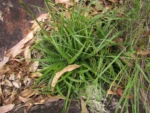Dyckia ibiramensis (4)