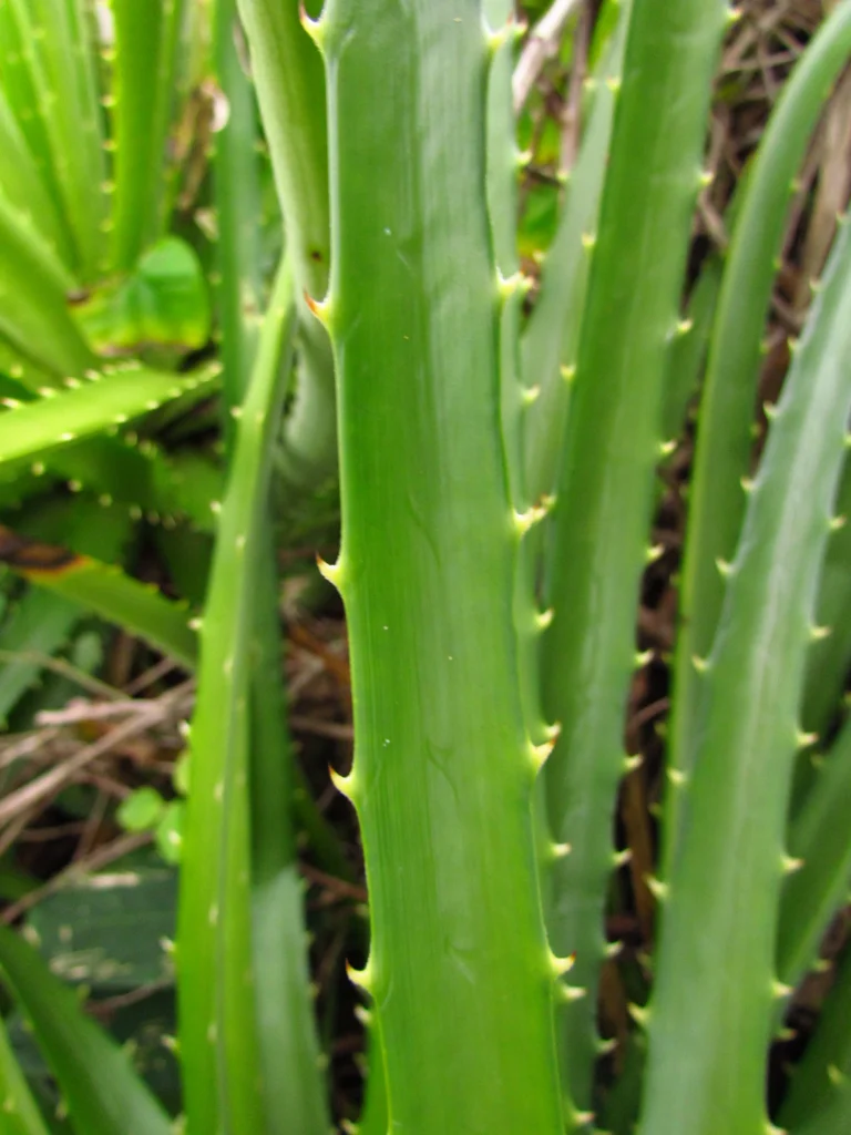 Dyckia encholirioides (33)