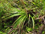 Dyckia encholirioides (16)
