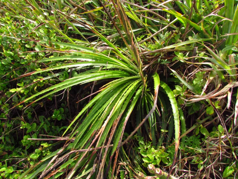 Dyckia encholirioides (16)