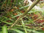 Dyckia encholirioides (9)