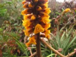Dyckia encholirioides (5)