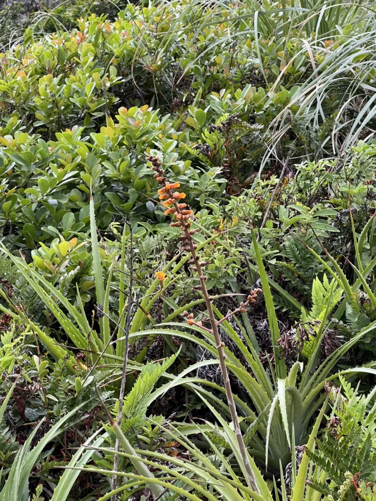 Dyckia encholirioides (4)