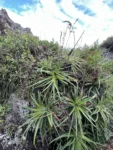 Dyckia encholirioides (1)