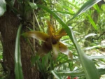 Canistropsis billbergioides (12)