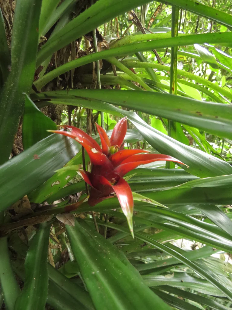 Canistropsis billbergioides (10)